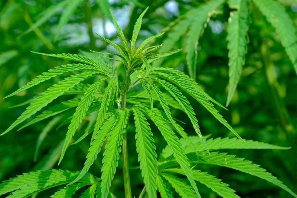 a close-up photo of a cannabis sativa plant