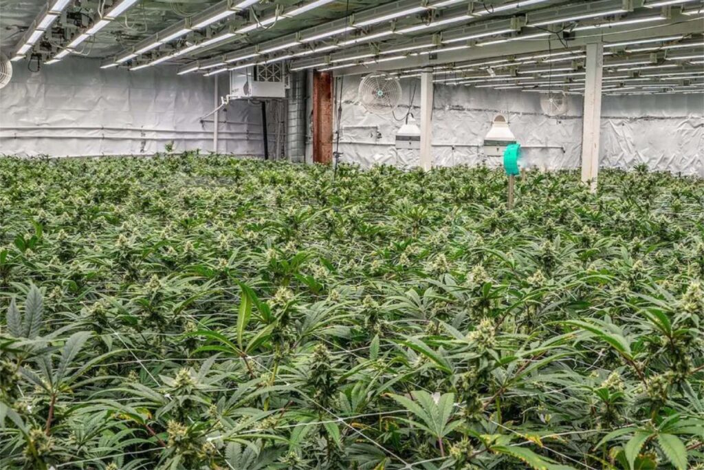 a wide shot of a cannabis growing facility with hundreds of plants